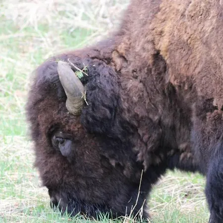 Bison Lodge - Lg Home - 2 Bedrooms - Less Than 5 Miles To Yellowstone North Entrance, Sleeps Up To 8 Gardiner Exterior photo