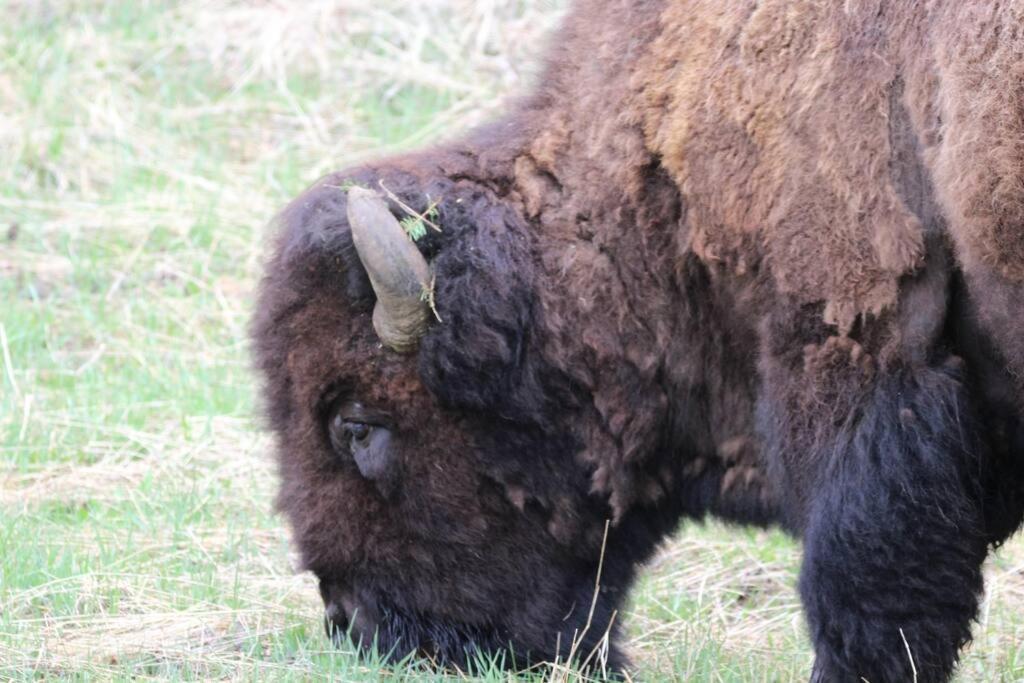 Bison - Lg - 2 Bedrooms - Less Than 5 Miles To Yellowstone North Entrance, Sleeps Up To 8 Gardiner