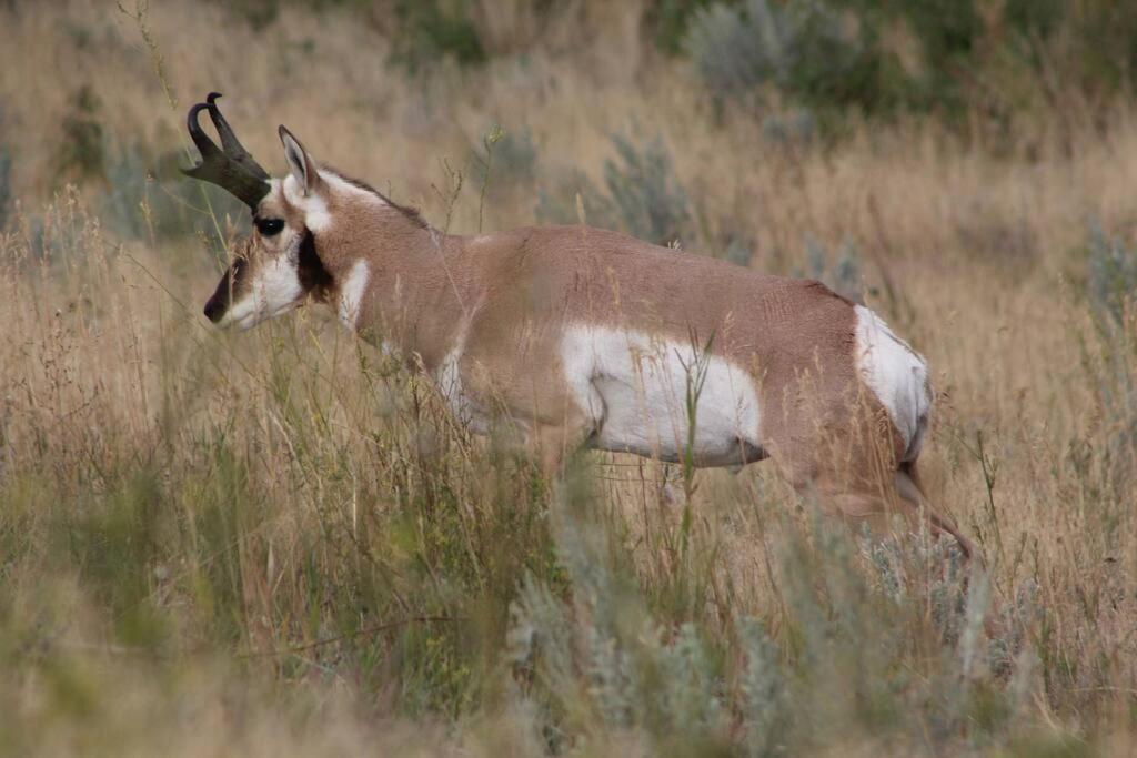Holiday home Bison - Lg - 2 Bedrooms - Less Than 5 Miles To Yellowstone North Entrance, Sleeps Up To 8 *