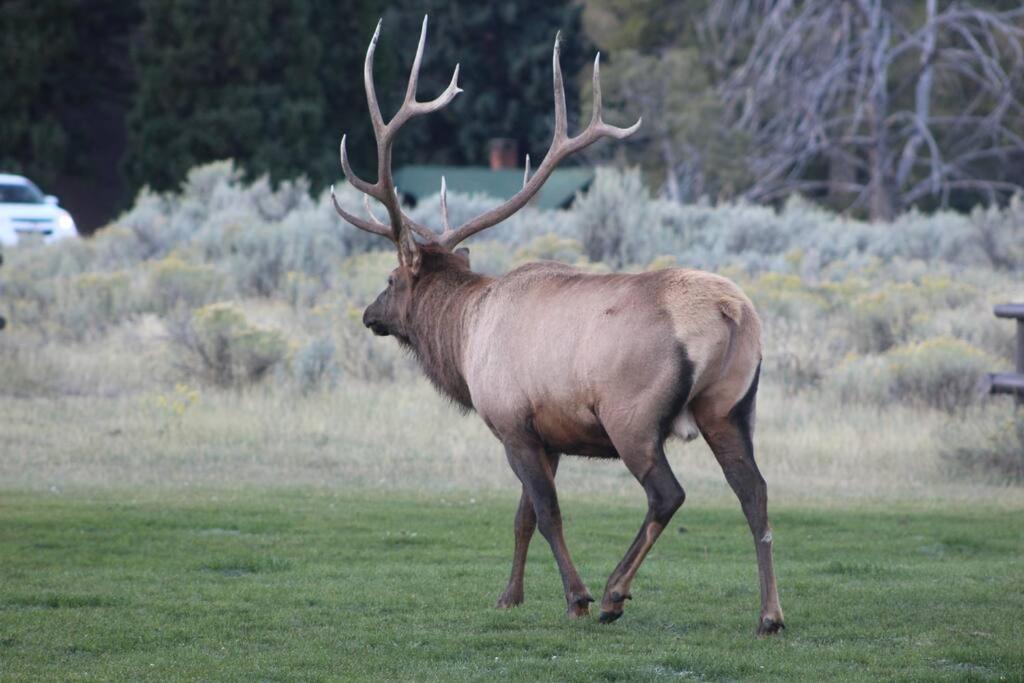 Holiday home Bison - Lg - 2 Bedrooms - Less Than 5 Miles To Yellowstone North Entrance, Sleeps Up To 8 Gardiner