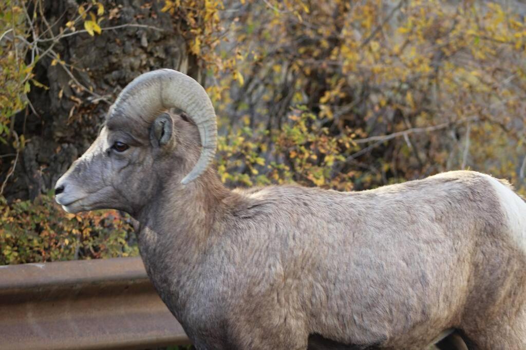 Bison - Lg - 2 Bedrooms - Less Than 5 Miles To Yellowstone North Entrance, Sleeps Up To 8